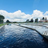 Kompleks stawów hodowlanych